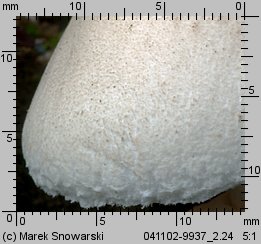 Leucoagaricus leucothites (pieczareczka różowoblaszkowa)