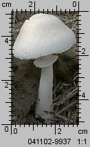 Leucoagaricus leucothites (pieczareczka różowoblaszkowa)