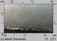 Leucoagaricus leucothites (pieczareczka różowoblaszkowa)