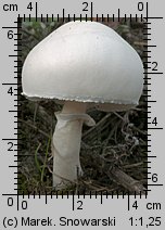 Leucoagaricus leucothites (pieczareczka różowoblaszkowa)