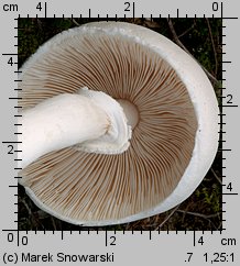 Leucoagaricus leucothites (pieczareczka różowoblaszkowa)