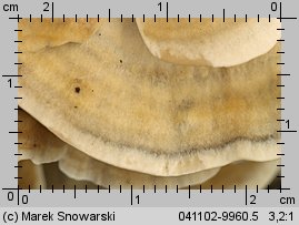 Bjerkandera adusta (szaroporka podpalana)