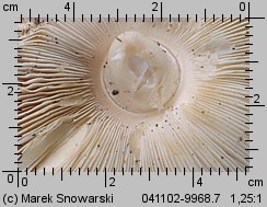 Leucoagaricus leucothites (pieczareczka różowoblaszkowa)