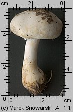 Leucoagaricus leucothites (pieczareczka różowoblaszkowa)