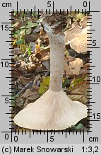 Infundibulicybe geotropa (lejkówka okazała)