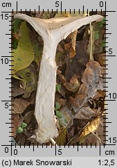 Infundibulicybe geotropa (lejkówka okazała)