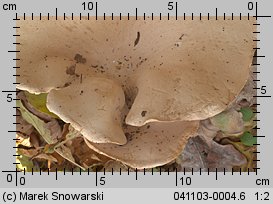 Infundibulicybe geotropa (lejkówka okazała)