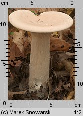 Infundibulicybe geotropa (lejkówka okazała)