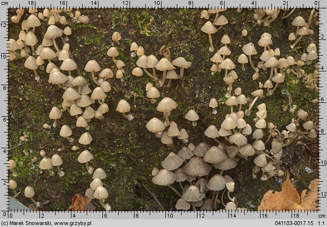 Coprinellus disseminatus (czernidłak gromadny)