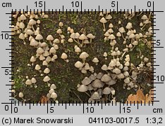 Coprinellus disseminatus (czernidłak gromadny)