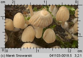 Coprinellus disseminatus (czernidłak gromadny)