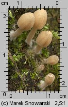 Coprinellus disseminatus (czernidłak gromadny)