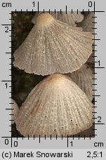 Coprinellus disseminatus (czernidłak gromadny)