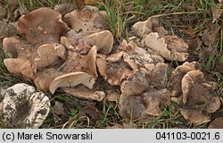 Tricholoma populinum (gąska topolowa)