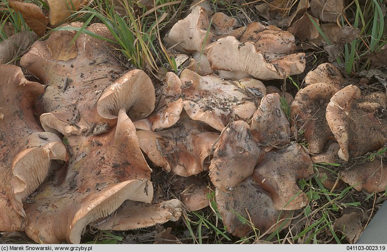 Tricholoma populinum (gąska topolowa)