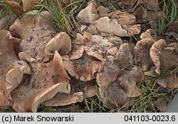 Tricholoma populinum (gąska topolowa)