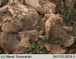 Tricholoma populinum (gąska topolowa)