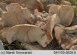 Tricholoma populinum (gąska topolowa)