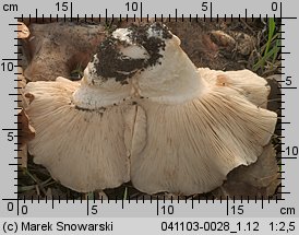 Tricholoma populinum (gąska topolowa)