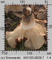 Tricholoma populinum (gąska topolowa)