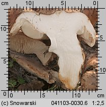 Tricholoma populinum (gąska topolowa)