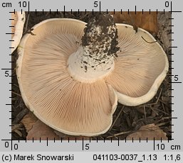 Lactarius controversus (mleczaj różowoblaszkowy)