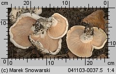 Lactarius controversus (mleczaj różowoblaszkowy)