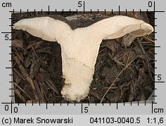 Lactarius controversus (mleczaj różowoblaszkowy)