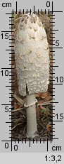 Coprinus comatus (czernidłak kołpakowaty)