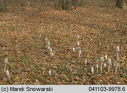 Coprinus comatus (czernidłak kołpakowaty)