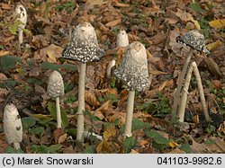 Coprinus comatus (czernidłak kołpakowaty)