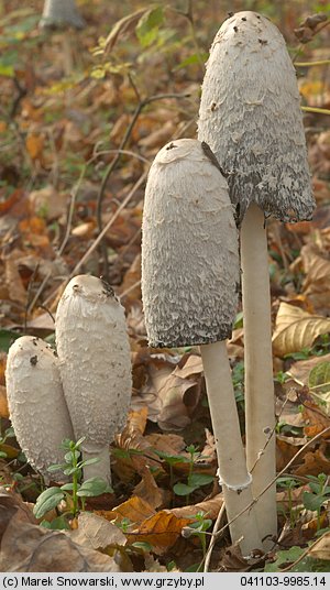 Coprinus comatus (czernidłak kołpakowaty)