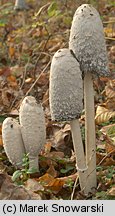 Coprinus comatus (czernidłak kołpakowaty)