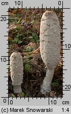 Coprinus comatus (czernidłak kołpakowaty)