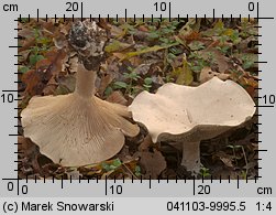 Infundibulicybe geotropa (lejkówka okazała)