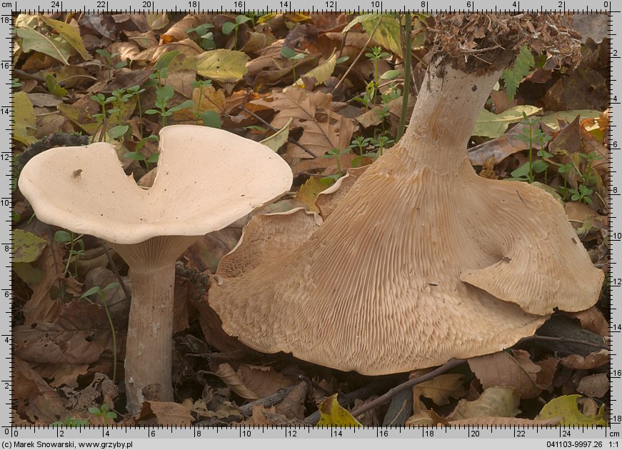 Infundibulicybe geotropa (lejkówka okazała)