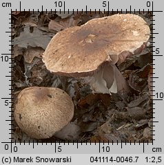 Agaricus fuscofibrillosus