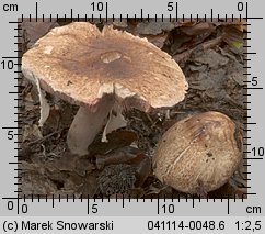 Agaricus fuscofibrillosus