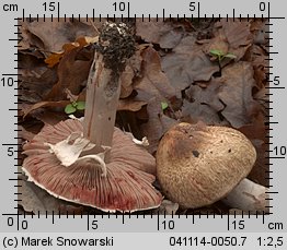 Agaricus fuscofibrillosus