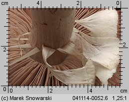 Agaricus fuscofibrillosus