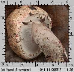 Agaricus fuscofibrillosus