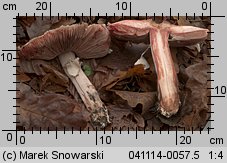 Agaricus fuscofibrillosus