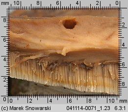 Unidentified-Polyporoid-etc (niezidentyfikowane)