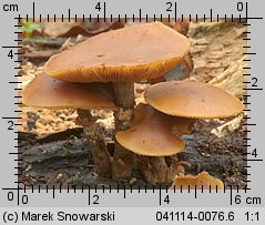 Galerina autumnalis (hełmówka jesienna)