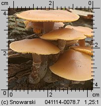 Galerina autumnalis (hełmówka jesienna)