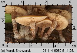 Galerina autumnalis (hełmówka jesienna)