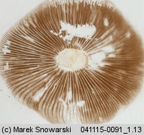 Galerina autumnalis (hełmówka jesienna)