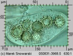 Choiromyces meandriformis (piestrak jadalny)