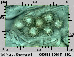 Choiromyces meandriformis (piestrak jadalny)