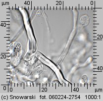 Sistotrema muscicola (wielozarodniczka mchowa)